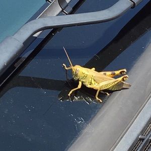 Meet your Posher, Cathy